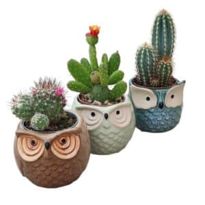 Cactus in Ceramic Owl Pot 8cm