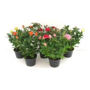 Mini Rose in Pot 10.5cm