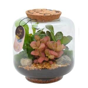 Terrarium Medium Jar D20x H22cm