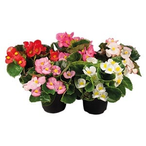 Begonia Semperflorens in Pot 14cm