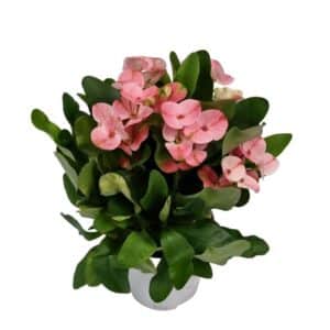 Euphorbia Charlotte in Pot 15cm