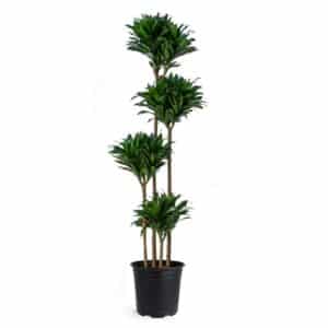 Dracaena Compacta H120-90-60-30cm