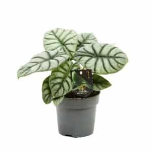 Alocasia Silver Dragon in Pot 14cm
