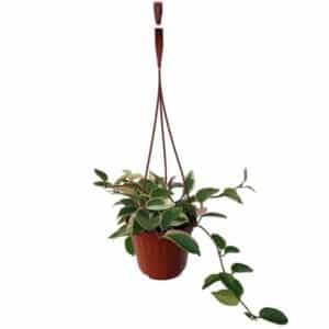 Hoya Crimson Queen in Basket 14cm