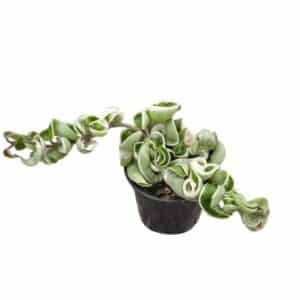 Hoya Compacta Variegata in Pot 10cm