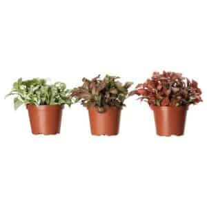 Fittonia Mix in Pot 13cm