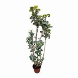 Poliscias Balfouriana H170cm in Pot 30cm