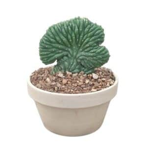 Trichocereus Pachanoi Crestato in Bowl 15cm