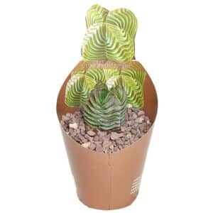 Crassula Buddha's Temple in Pot 6.5cm