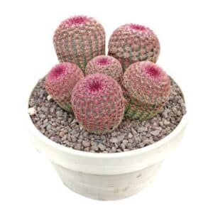 Echinocereus Rigidissimus Rubrispinus in Bowl 15cm