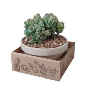 Myrtillocactus Geometrizans Crestato Grafted In Bowl 15cm