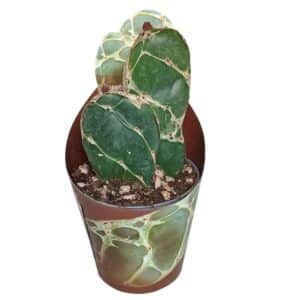 Opuntia Reticulata Cobra in Pot 6.5cm