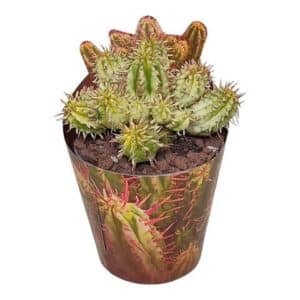 Euphorbia Aggregata Variegata in Pot 6.5cm