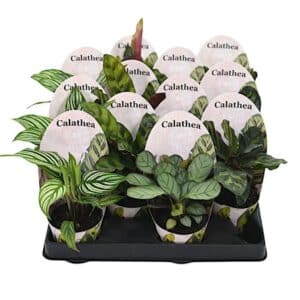 Calathea in Pot 6cm