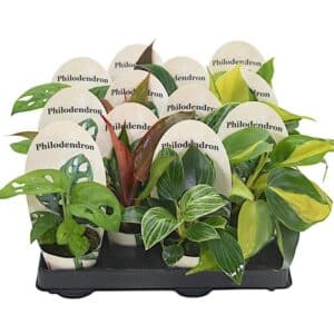 Philodendron in Pot 6cm