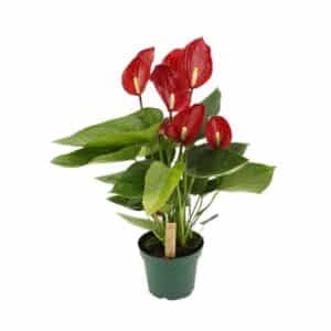 Anthurium Andreanum Melodia in Pot 14cm