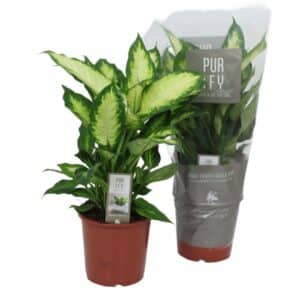 Dieffenbachia 'Camilla' in Pot 17cm