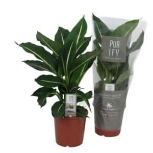 Dieffenbachia 'Green Magic' in Pot 17cm