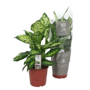 Dieffenbachia 'Sublime' in Pot 17cm