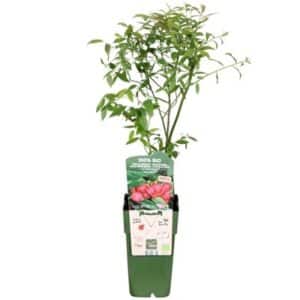 Vaccinium Corymbosum 'Pink Lemonade®' in Pot 15cm