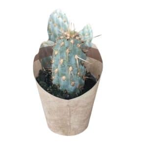Opuntia Miquelii in Pot 6.5cm