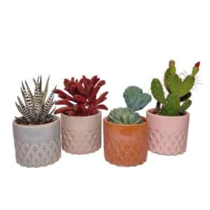 Cactus/Succulent in Ceramic Pot 'Soof' 8cm