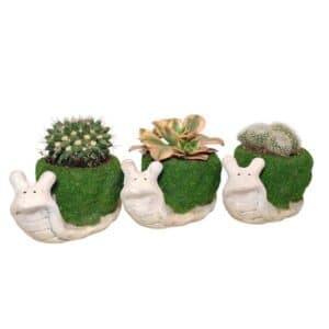 Cactus/Succulent in Ceramic Snail Pot 7cm