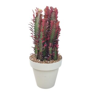 Euphorbia Tricona Rubra H30cm in Pot 16cm