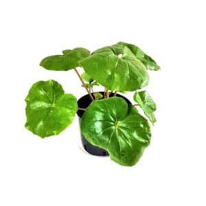 Farfugium Japonicum (Galletta) in Pot 22cm