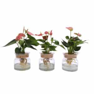 Anthurium hydroponic in Glass