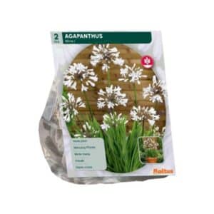 Agapanthus 'White' (African Lily) - Pack of 2