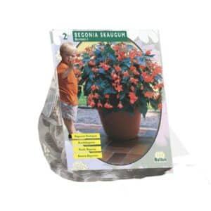Begonia Bertinii 'Skaugum' - Pack of 2