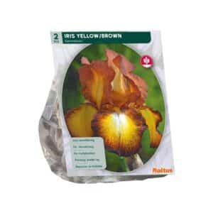 Bearded Iris Sunset Yellow & Brown (Iris germanica) - Pack of 2