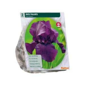 Iris Germanica, Purple x 2