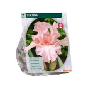 Bearded Iris Romantic Pink (Iris germanica) - Pack of 2