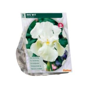 Iris Germanica, White x 2
