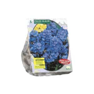 Phlox paniculata 'Blue Sky' - Pack of 5