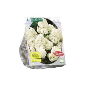 Phlox paniculata 'White Admiral' - Pack of 5