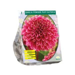 Dahlia Anemone 'Alyshia' (x1)