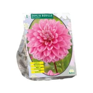 Dahlia Decorative 'Bodille' (x1)