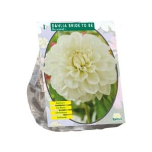 Dahlia Decorative 'Bride to Be' (x1)