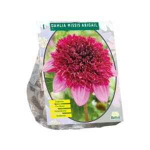 Dahlia Anemone-Flowered 'Missis Abigail' (x1)