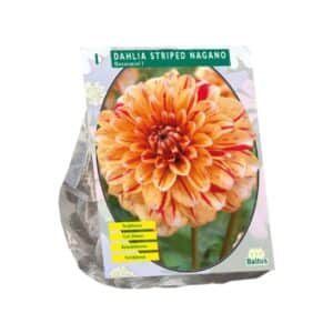 Dahlia Decoratief Striped Nagano x 1