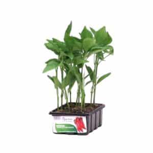 Peperone Corno Di Toro Rosso 12 Seedlings