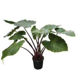 Alocasia Imperial Red in Pot 33cm