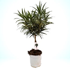 Pleomele Valentina in Pot 19cm