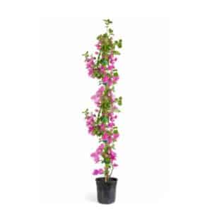 Bougainvillea Canna in Pot 20cm Sanderiana