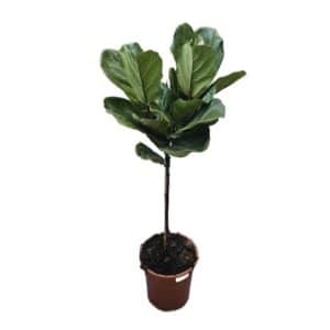 Ficus Lyrata in Pot 21cm