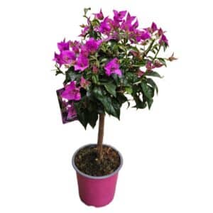 Bouganvillea Alberello in Pot 14cm