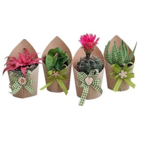 Cactus & Succulent With Bow in Pot 6.5cm